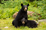wildlife;bear;bears;black-bear;Ursus-americanus;Sugar-Hill;NH;Cub;rocks;D4s