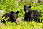 wildlife;bear;bears;black-bear;Ursus-americanus;Sugar-Hill;NH;Cubs;D4s