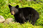 wildlife;bear;bears;black-bear;Ursus-americanus;Sugar-Hill;NH;Cubs;D4s