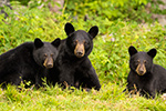 wildlife;bear;bears;black-bear;Ursus-americanus;Sugar-Hill;NH;Cub;rocks;D4s