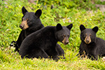 wildlife;bear;bears;black-bear;Ursus-americanus;Sugar-Hill;NH;Cub;rocks;D4s