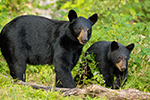 wildlife;bear;bears;black-bear;Ursus-americanus;Sugar-Hill;NH;Cub;rocks;D4s