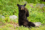 wildlife;bear;bears;black-bear;Ursus-americanus;Sugar-Hill;NH;Cub;cute;D4s