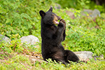 wildlife;bear;bears;black-bear;Ursus-americanus;Sugar-Hill;NH;Cub;cute;D4s