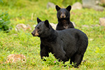 wildlife;bear;bears;black-bear;Ursus-americanus;Sugar-Hill;NH;Cub;rocks;D4s