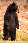 wildlife;bear;bears;black-bear;Ursus-americanus;Sugar-Hill;NH;Cub;fall;foliage;D4s