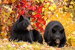 wildlife;bear;bears;black-bear;Ursus-americanus;Sugar-Hill;NH;female;cub;foliage;D4s;600mm