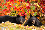 wildlife;bear;bears;black-bear;Ursus-americanus;Sugar-Hill;NH;cubs;foliage;D4s;600mm