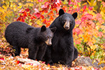 wildlife;bear;bears;black-bear;Ursus-americanus;Sugar-Hill;NH;Cub;foliage;D4s