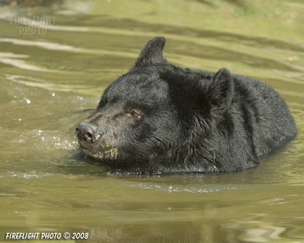 wildlife;montana;bear;bears;black bear;black bears;Ursus americanus