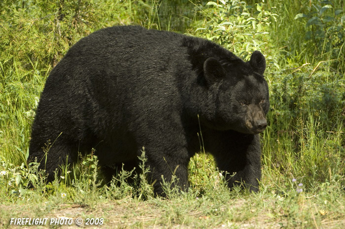 wildlife;montana;bear;bears;black bear;black bears;Ursus americanus
