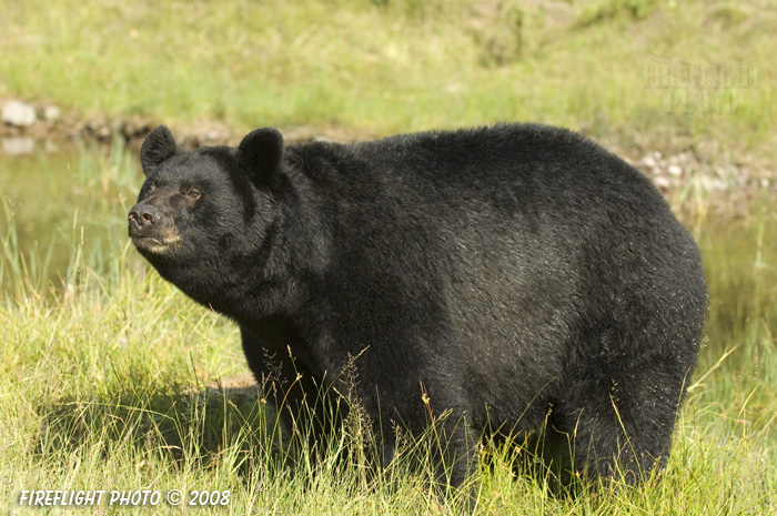 wildlife;montana;bear;bears;black bear;black bears;Ursus americanus