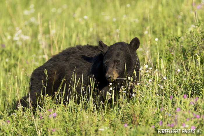 wildlife;bear;bears;black bear;Ursus americanus;Yellowstone NP;WY;Wyoming;wildflowers;D4