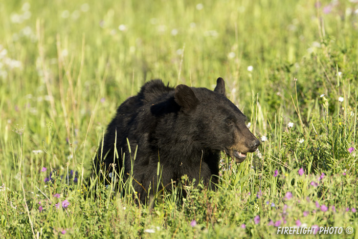 wildlife;bear;bears;black bear;Ursus americanus;Yellowstone NP;WY;Wyoming;wildflowers;D4