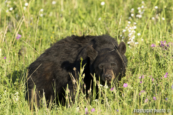 wildlife;bear;bears;black bear;Ursus americanus;Yellowstone NP;WY;Wyoming;wildflowers;D4