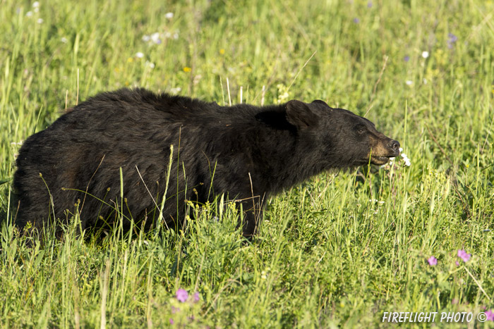 wildlife;bear;bears;black bear;Ursus americanus;Yellowstone NP;WY;Wyoming;wildflowers;D4