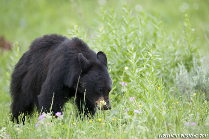 wildlife;bear;bears;black bear;Ursus americanus;Yellowstone NP;WY;Wyoming