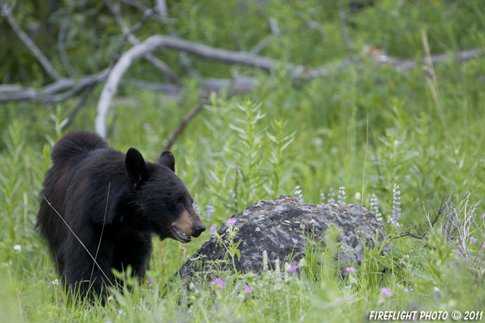 wildlife;bear;bears;black bear;Ursus americanus;Wildflowers;Yellowstone NP;WY;Wyoming;D3X
