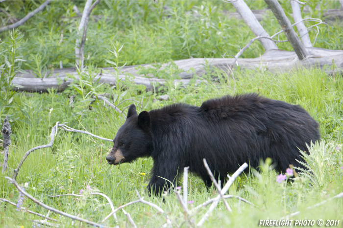 wildlife;bear;bears;black bear;Ursus americanus;Yellowstone NP;WY;Wyoming;D3X