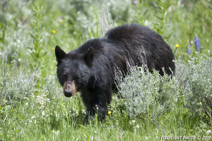 wildlife;bear;bears;black bear;Ursus americanus;Yellowstone NP;WY;Wyoming;D3X