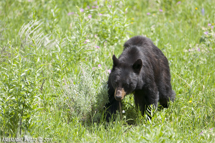 wildlife;bear;bears;black bear;Ursus americanus;Yellowstone NP;WY;Wyoming;D3X