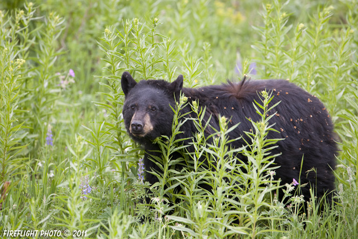 wildlife;bear;bears;black bear;Ursus americanus;Yellowstone NP;WY;Wyoming;D3X