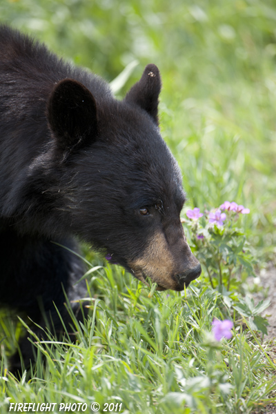 wildlife;bear;bears;black bear;Ursus americanus;Yellowstone NP;WY;Wyoming;Head Shot;D3X