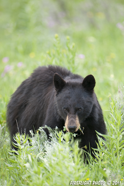 wildlife;bear;bears;black bear;Ursus americanus;Yellowstone NP;WY;Wyoming;D3X