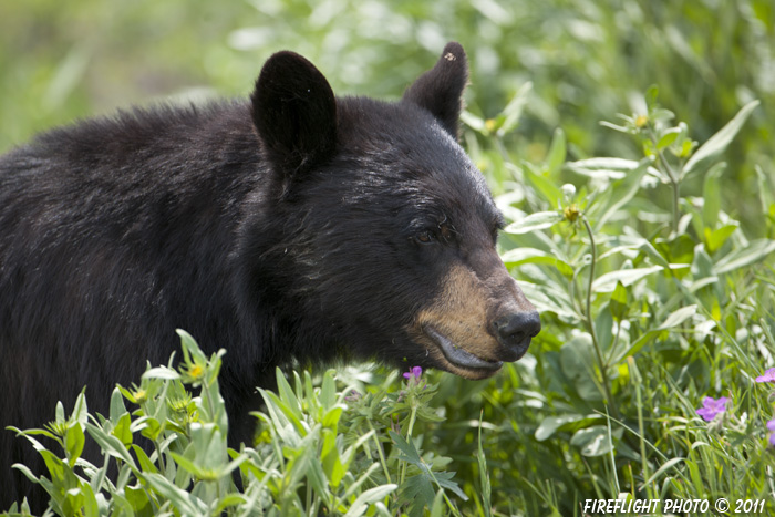 wildlife;bear;bears;black bear;Ursus americanus;Yellowstone NP;WY;Wyoming;Head Shot;D3X