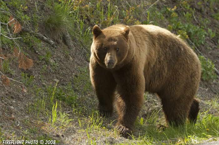 wildlife;Brown;bear;bears;black bear;Ursus americanus;Yellowstone NP;WY;Wyoming