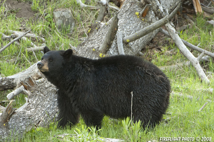 wildlife;bear;bears;black bear;Ursus americanus;Yellowstone NP;WY;Wyoming;2008;D2X