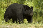 wildlife;montana;bear;bears;black-bear;black-bears;Ursus-americanus