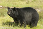 wildlife;montana;bear;bears;black-bear;black-bears;Ursus-americanus