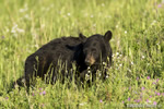 wildlife;bear;bears;black-bear;Ursus-americanus;Yellowstone-NP;WY;Wyoming;wildflowers;D4