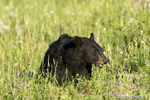 wildlife;bear;bears;black-bear;Ursus-americanus;Yellowstone-NP;WY;Wyoming;wildflowers;D4