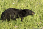 wildlife;bear;bears;black-bear;Ursus-americanus;Yellowstone-NP;WY;Wyoming;wildflowers;D4