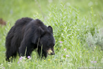 wildlife;bear;bears;black-bear;Ursus-americanus;Yellowstone-NP;WY;Wyoming