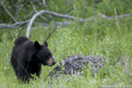 wildlife;bear;bears;black-bear;Ursus-americanus;Wildflowers;Yellowstone-NP;WY;Wyoming;D3X