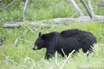 wildlife;bear;bears;black-bear;Ursus-americanus;Yellowstone-NP;WY;Wyoming;D3X