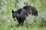 wildlife;bear;bears;black-bear;Ursus-americanus;Yellowstone-NP;WY;Wyoming;D3X