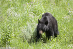 wildlife;bear;bears;black-bear;Ursus-americanus;Yellowstone-NP;WY;Wyoming;D3X