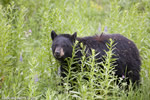 wildlife;bear;bears;black-bear;Ursus-americanus;Yellowstone-NP;WY;Wyoming;D3X