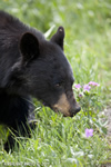 wildlife;bear;bears;black-bear;Ursus-americanus;Yellowstone-NP;WY;Wyoming;Head-Shot;D3X