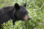 wildlife;bear;bears;black-bear;Ursus-americanus;Yellowstone-NP;WY;Wyoming;Head-Shot;D3X
