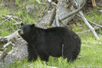 wildlife;bear;bears;black-bear;Ursus-americanus;Yellowstone-NP;WY;Wyoming;2008;D2X