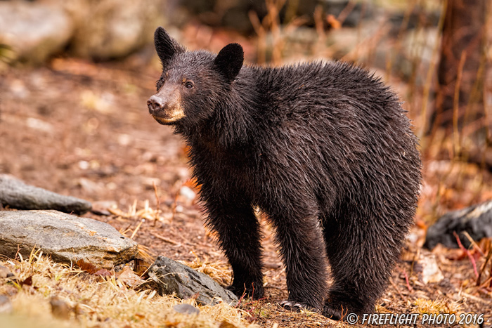 wildlife;bear;bears;black bear;Ursus americanus;Sugar Hill;NH;Cub;rain;D4s