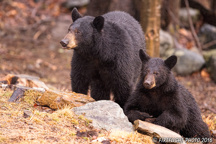 wildlife;bear;bears;black bear;Ursus americanus;Sugar Hill;NH;Cub;rain;rocks;D4s