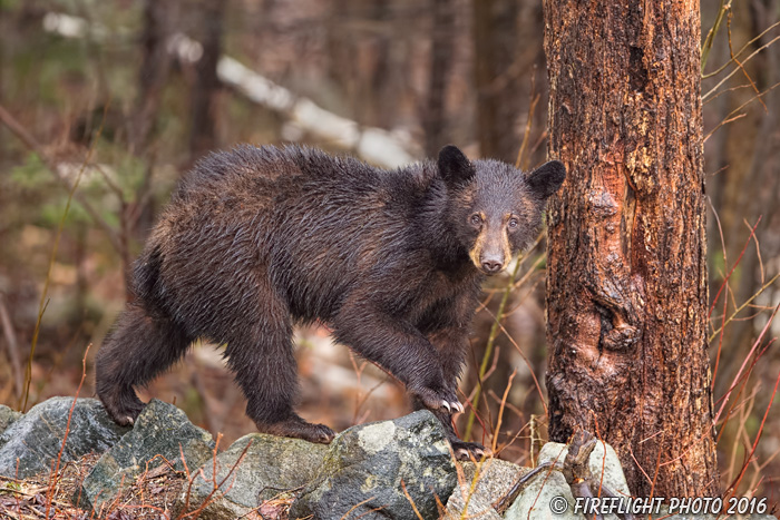 wildlife;bear;bears;black bear;Ursus americanus;Sugar Hill;NH;Cub;D4s