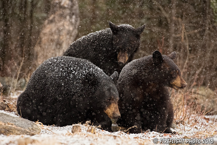 wildlife;bear;bears;black bear;Ursus americanus;Sugar Hill;NH;Cubs;snow;snowstorm;D5