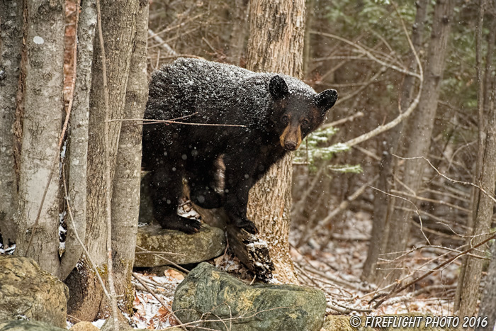 wildlife;bear;bears;black bear;Ursus americanus;Sugar Hill;NH;Cubs;snow;snowstorm;D5